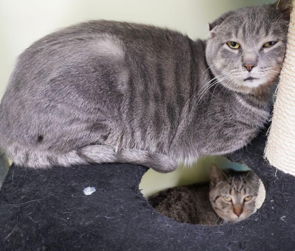 Enlarge Hunkules, a Adoptable mixed breed in Auburn, IN image 3/4