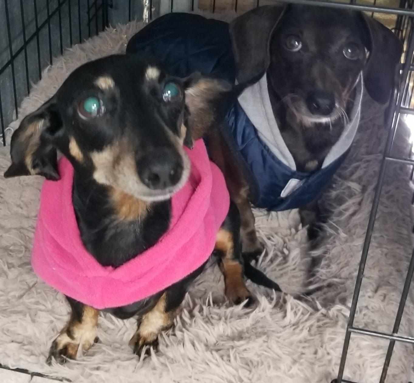 Enlarge Ruby & Jr, an adopted Miniature Dachshund in Aransas Pass, TX image 6/6
