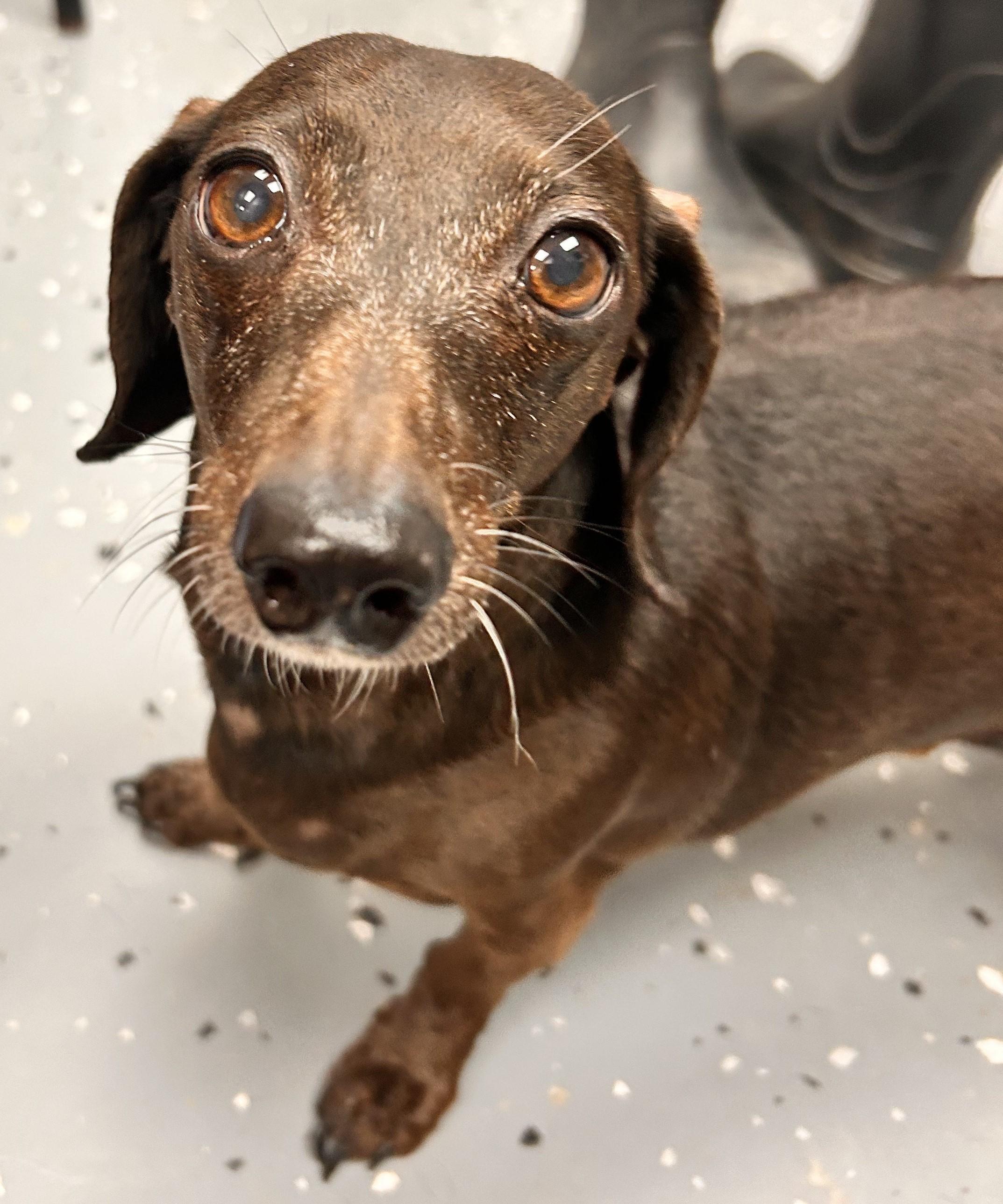 Enlarge Ruby & Jr, an adopted Miniature Dachshund in Aransas Pass, TX image 3/6