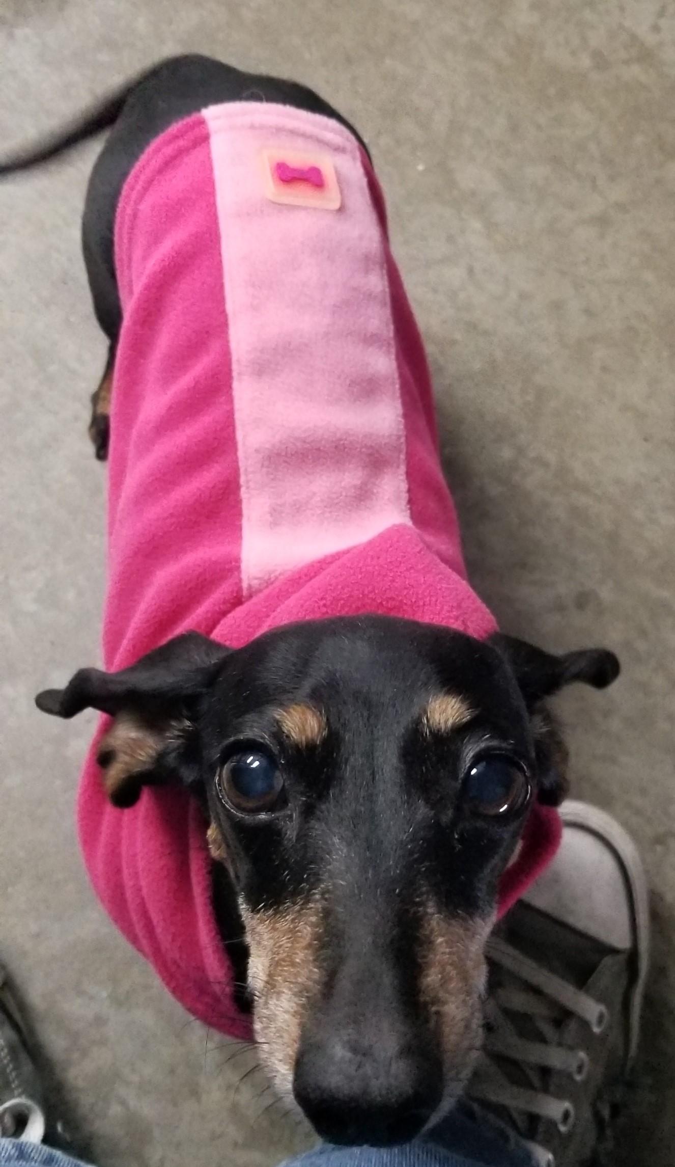 Enlarge Ruby & Jr, an adopted Miniature Dachshund in Aransas Pass, TX image 4/6