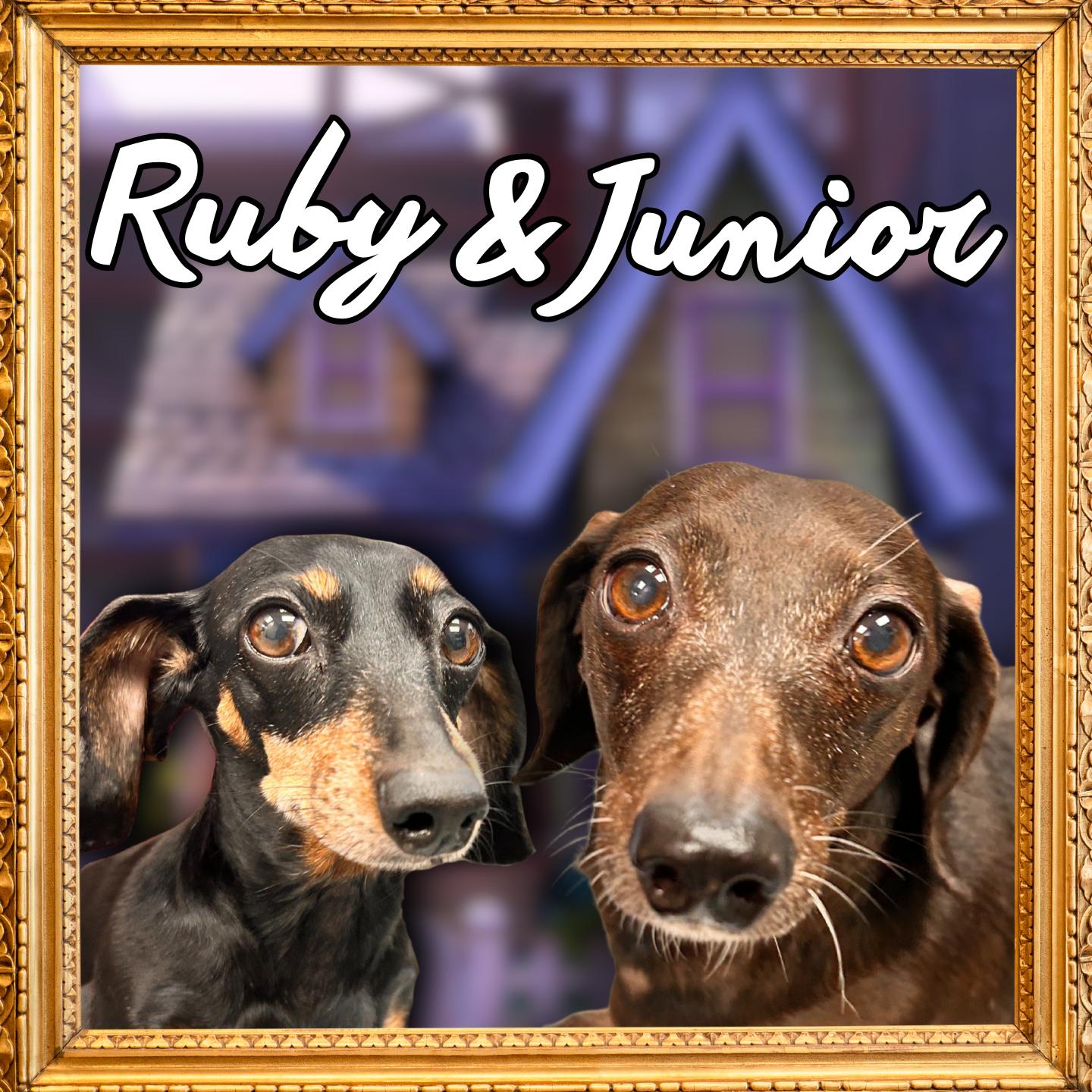 Ruby & Jr, adopted, Senior Male Miniature Dachshund.