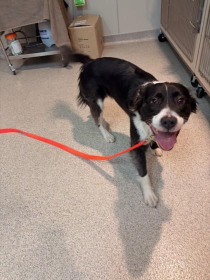 Enlarge Luna, an adopted mixed breed in Hamilton, MT image 2/2