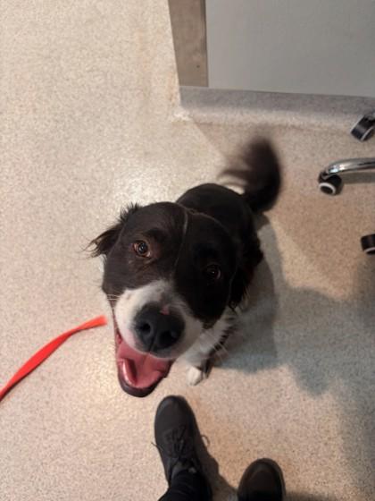 Luna, adopted, Adult Female Border Collie.