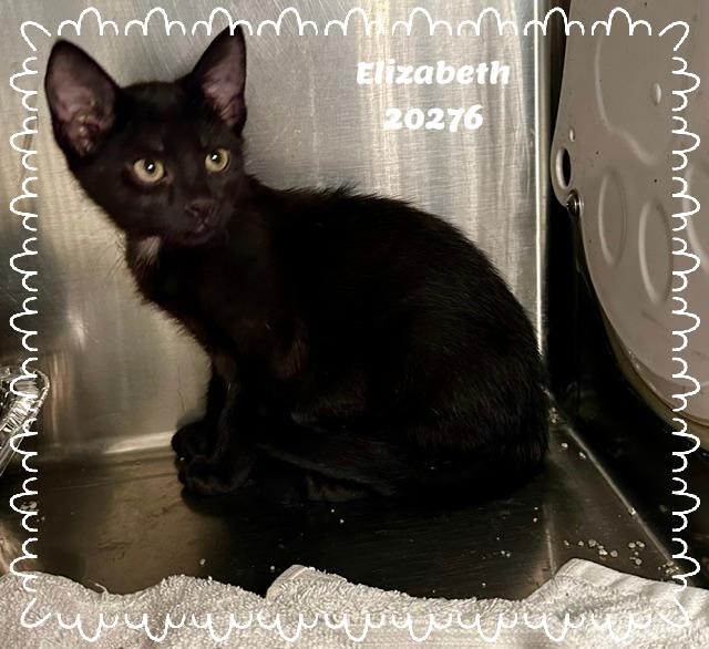 ELIZABETH, ADOPTABLE, Kitten Female Domestic Short Hair & Bombay.