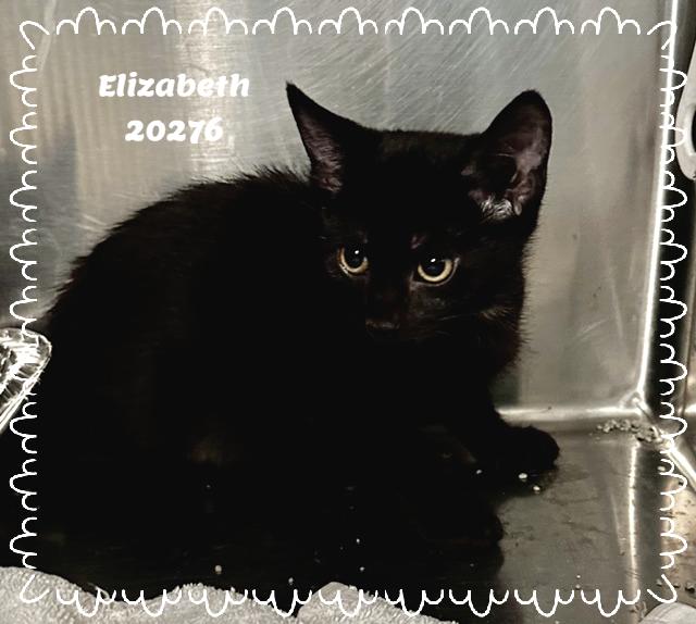 Enlarge ELIZABETH, a ADOPTABLE mixed breed in Marietta, GA image 2/3