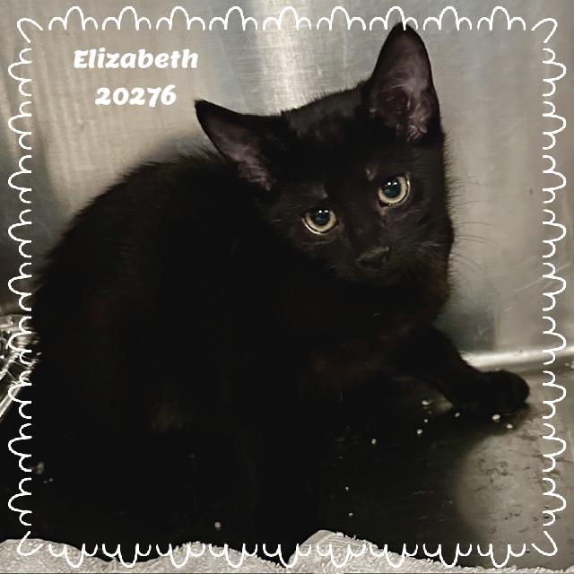 Enlarge ELIZABETH, a ADOPTABLE mixed breed in Marietta, GA image 3/3