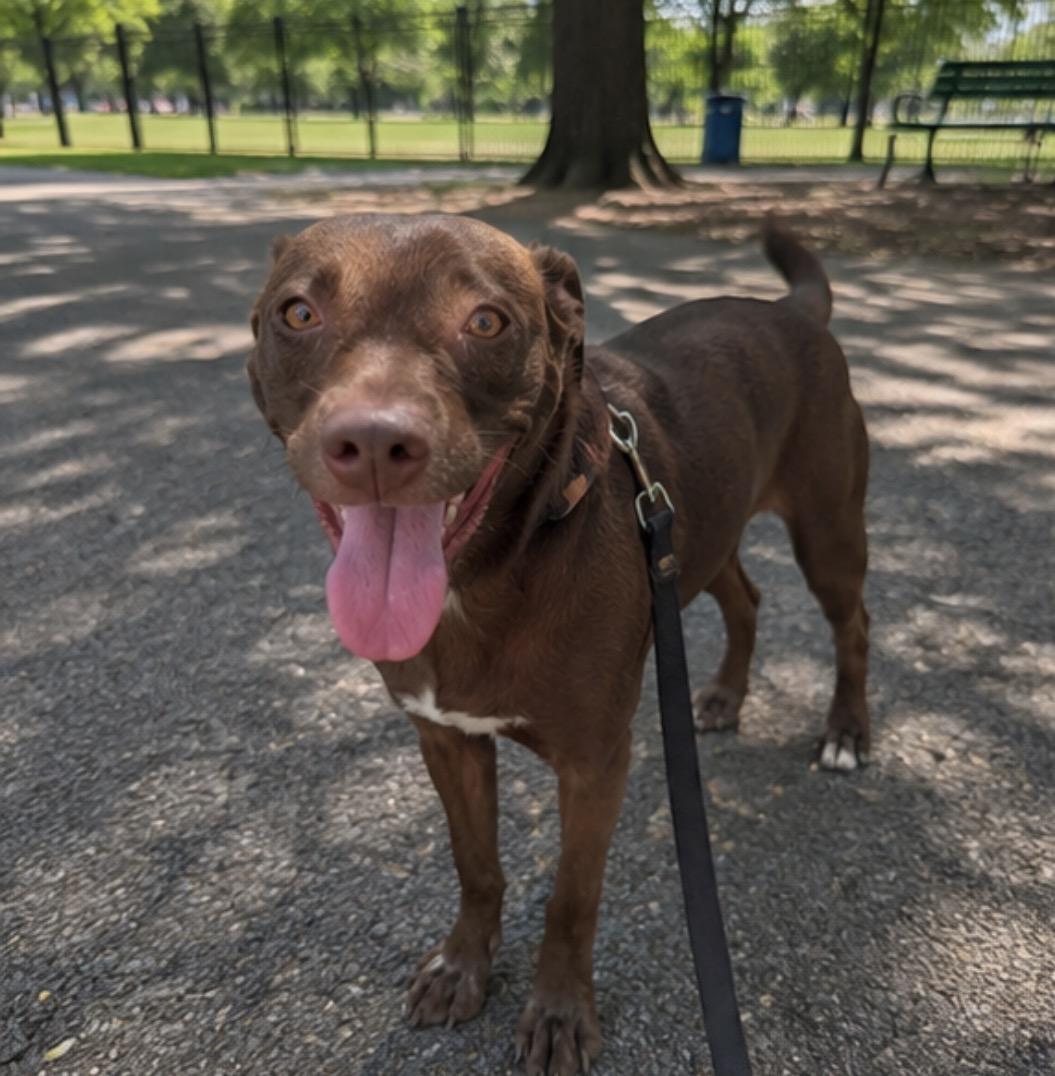Jodie, ADOPTABLE, Puppy Female German Shorthaired Pointer.