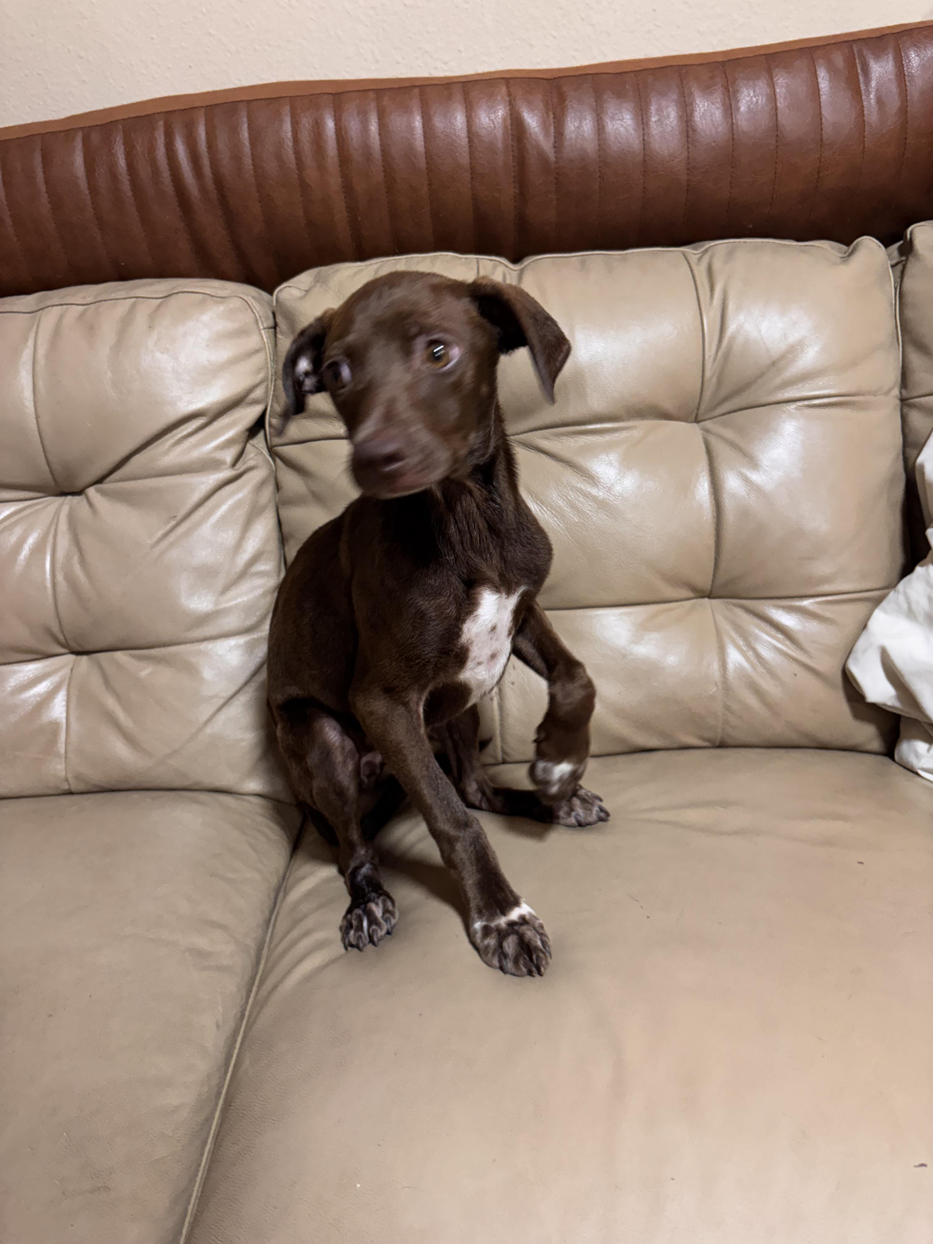 Jodie, ADOPTABLE, Puppy Female German Shorthaired Pointer.