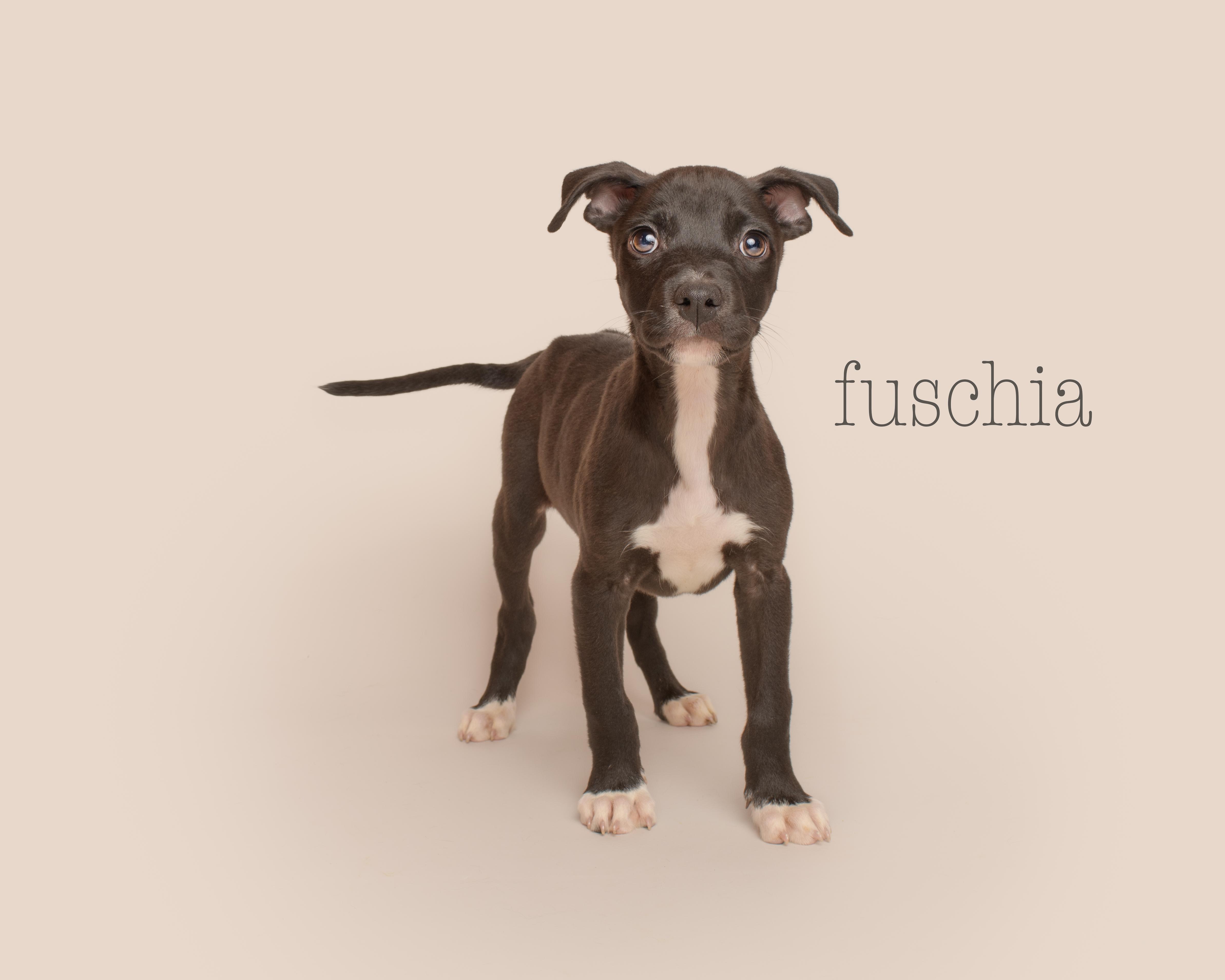 Fuchsia, an adoptable Labrador Retriever Mix in AQUEBOGUE, NY_image-1