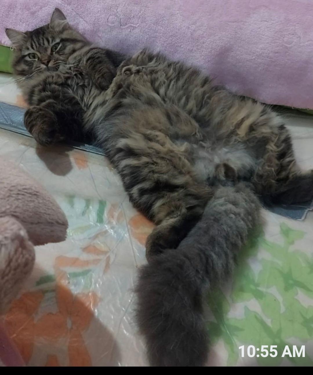 Toby, Adopted, Young Male Siberian.