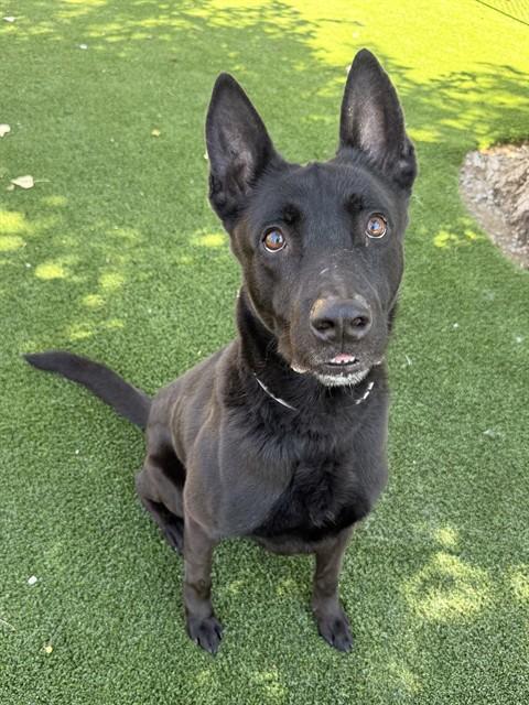 GUNNER AMIGO, Adoptable, Adult Male Belgian Shepherd / Malinois.
