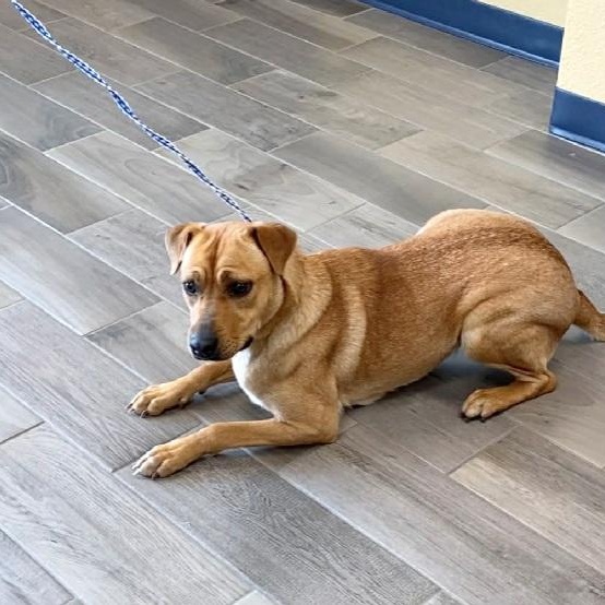 Enlarge Dinah, a ADOPTABLE mixed breed in Nevada, MO image 1/1