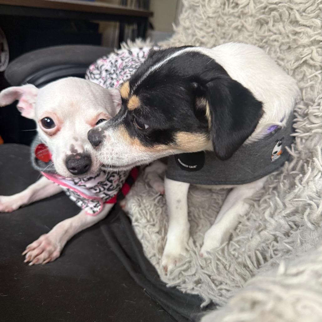 MINNIE, Adoptable, Young Female Chihuahua.