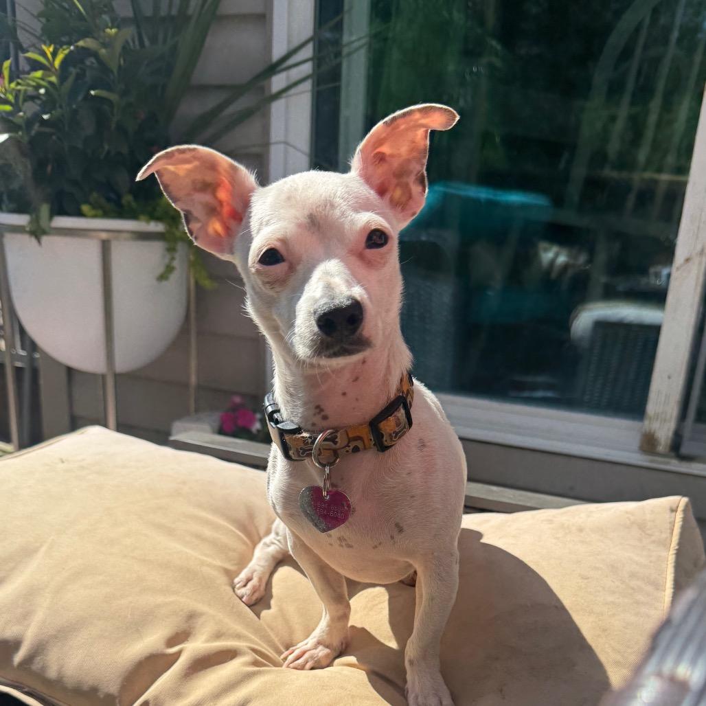 Enlarge MINNIE, a Adoptable Chihuahua in Union City, PA image 2/6