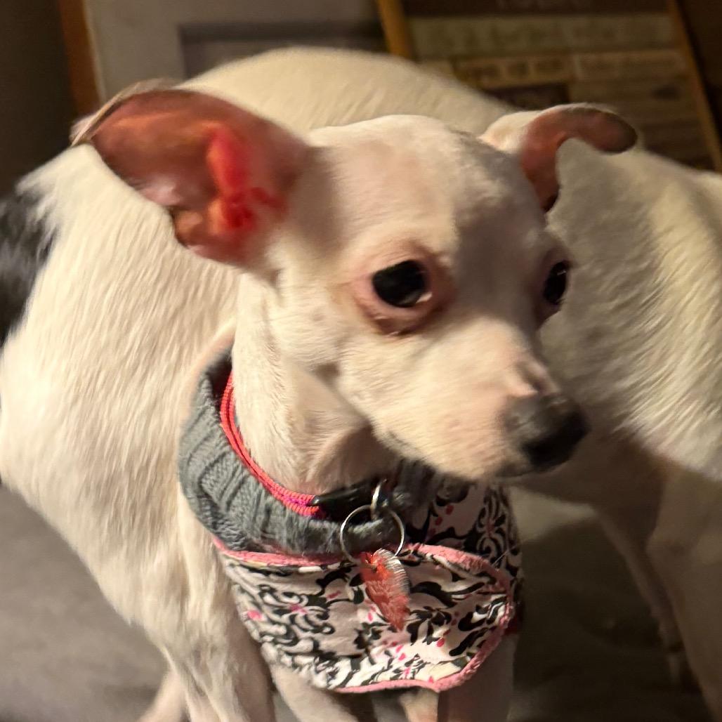 Enlarge MINNIE, a Adoptable Chihuahua in Union City, PA image 3/6