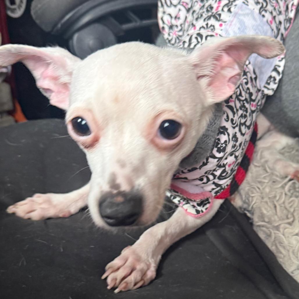 Enlarge MINNIE, a Adoptable Chihuahua in Union City, PA image 4/6