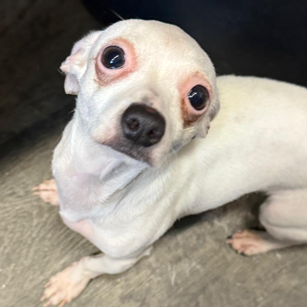 Enlarge MINNIE, a Adoptable Chihuahua in Union City, PA image 5/6