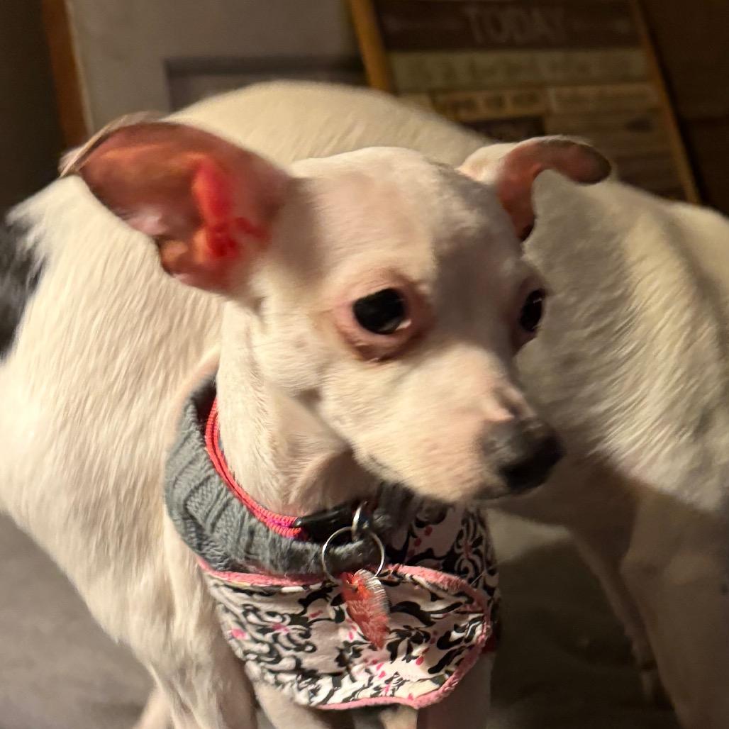 Enlarge MINNIE, a Adoptable Chihuahua in Union City, PA image 6/6
