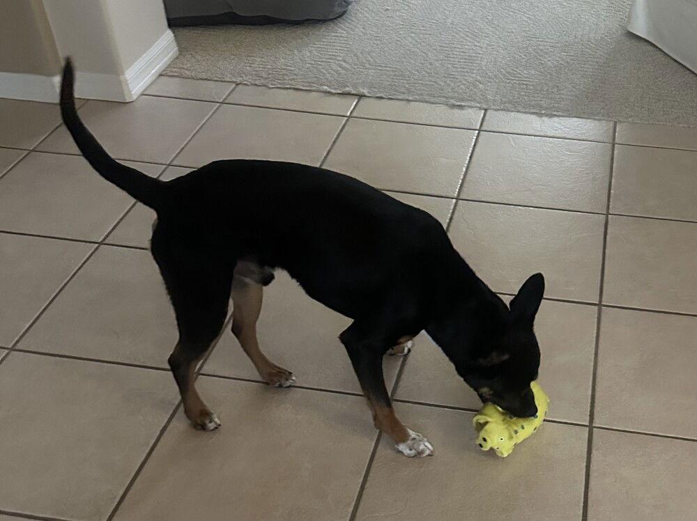 zz Dice, Adoptable, Adult Male Terrier.