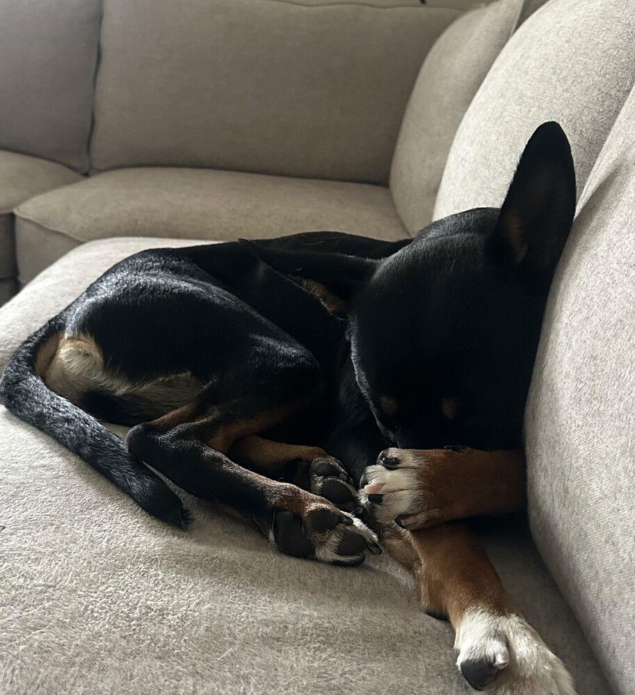 Enlarge zz Dice, a Adoptable Terrier in Candler, NC image 2/3