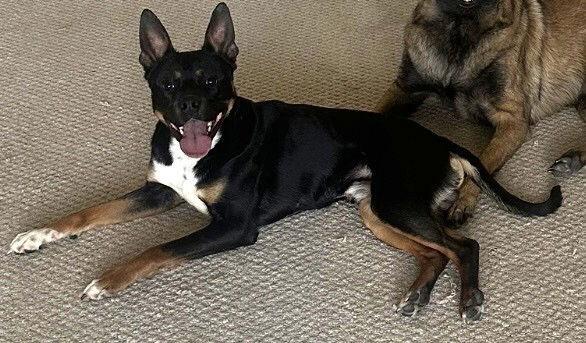 Enlarge zz Dice, a Adoptable Terrier in Candler, NC image 3/3