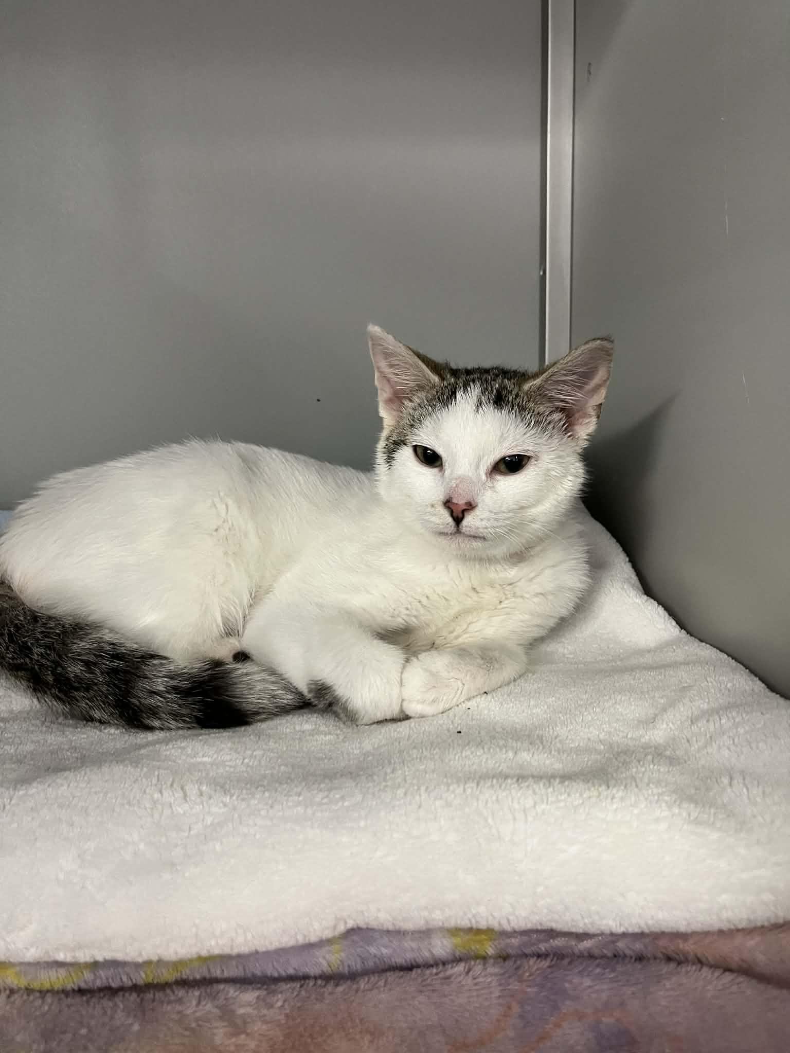 Enlarge Fudge , an adopted mixed breed in Moundsville, WV image 1/1