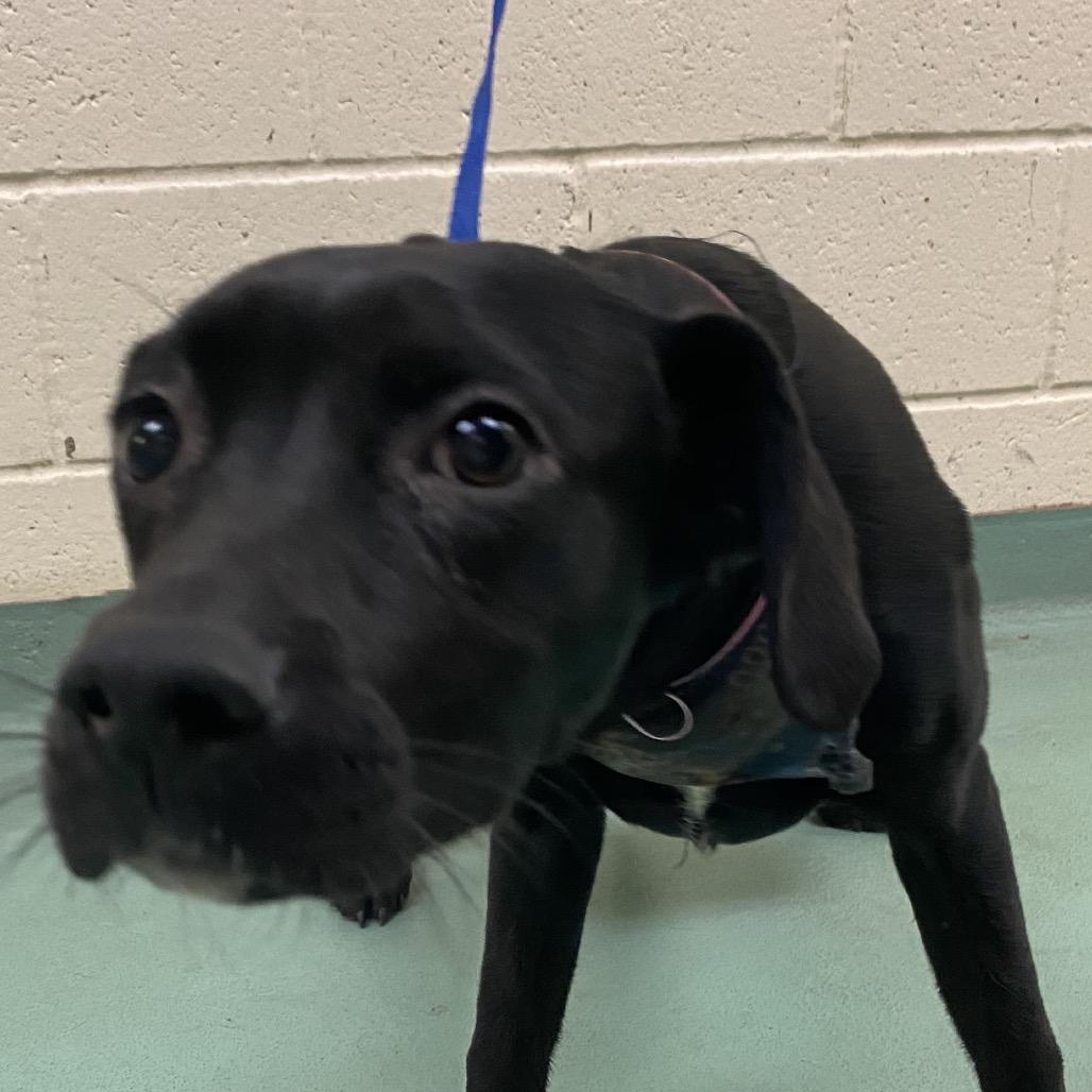 Mona, Adoptable, Young Female Mixed Breed.