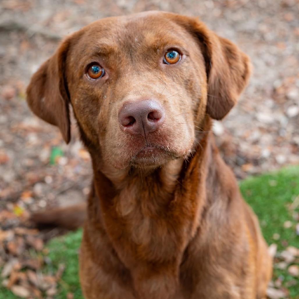 Opie, a Adoptable Mixed Breed in Milton, FL image 1/5