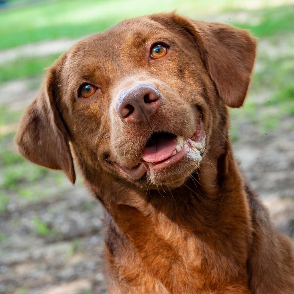Opie, a Adoptable Mixed Breed in Milton, FL image 2/5