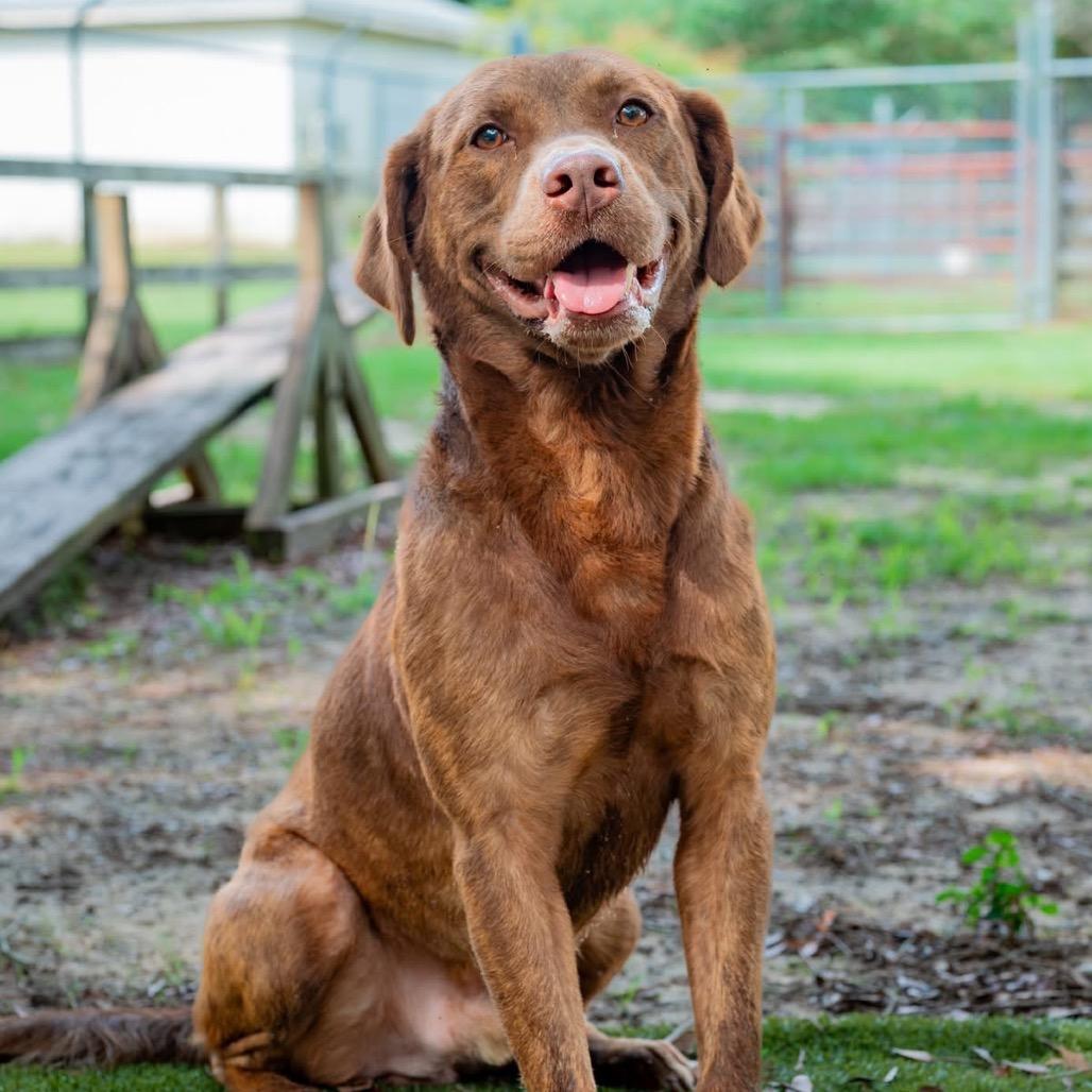 Opie, a Adoptable Mixed Breed in Milton, FL image 3/5