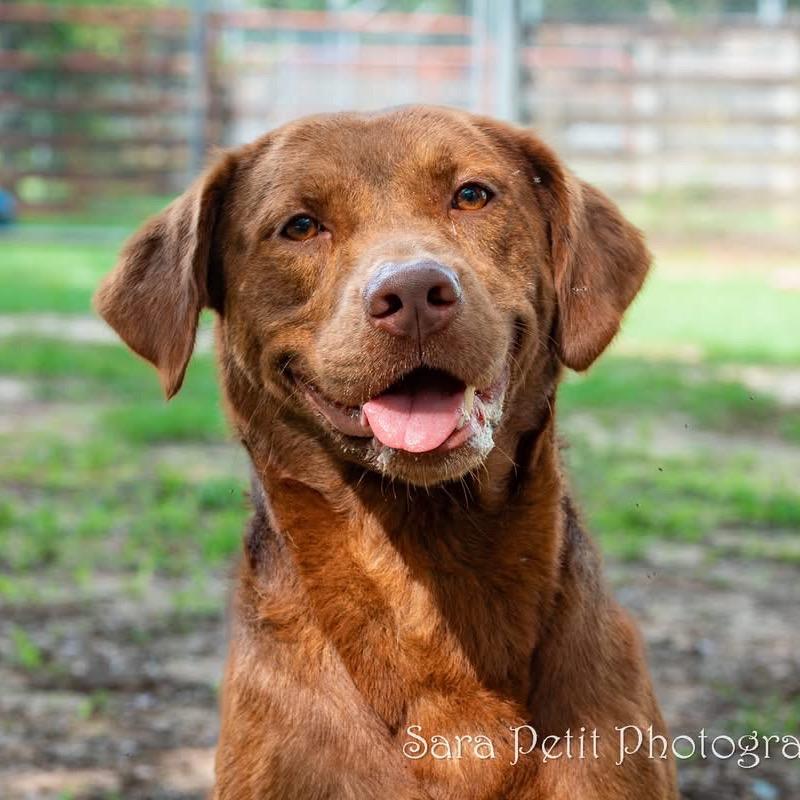 Opie, a Adoptable Mixed Breed in Milton, FL image 4/5