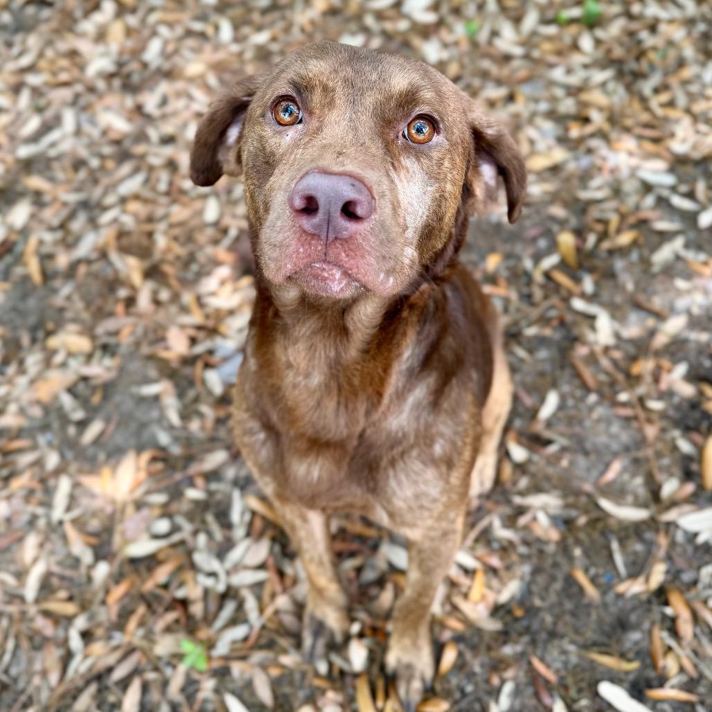 Opie, a Adoptable Mixed Breed in Milton, FL image 5/5