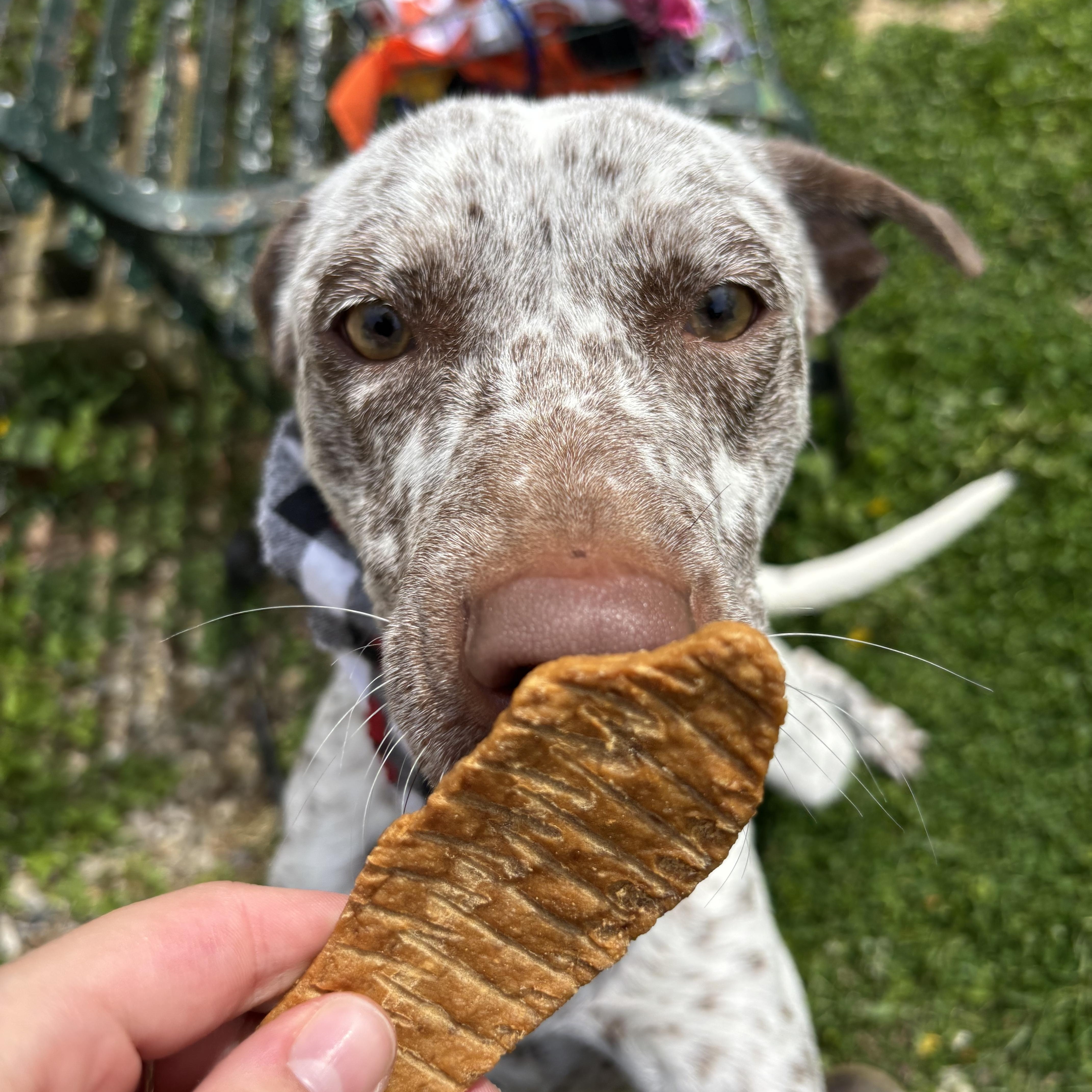 Enlarge Daisy, an adopted mixed breed in Circleville, OH image 3/3