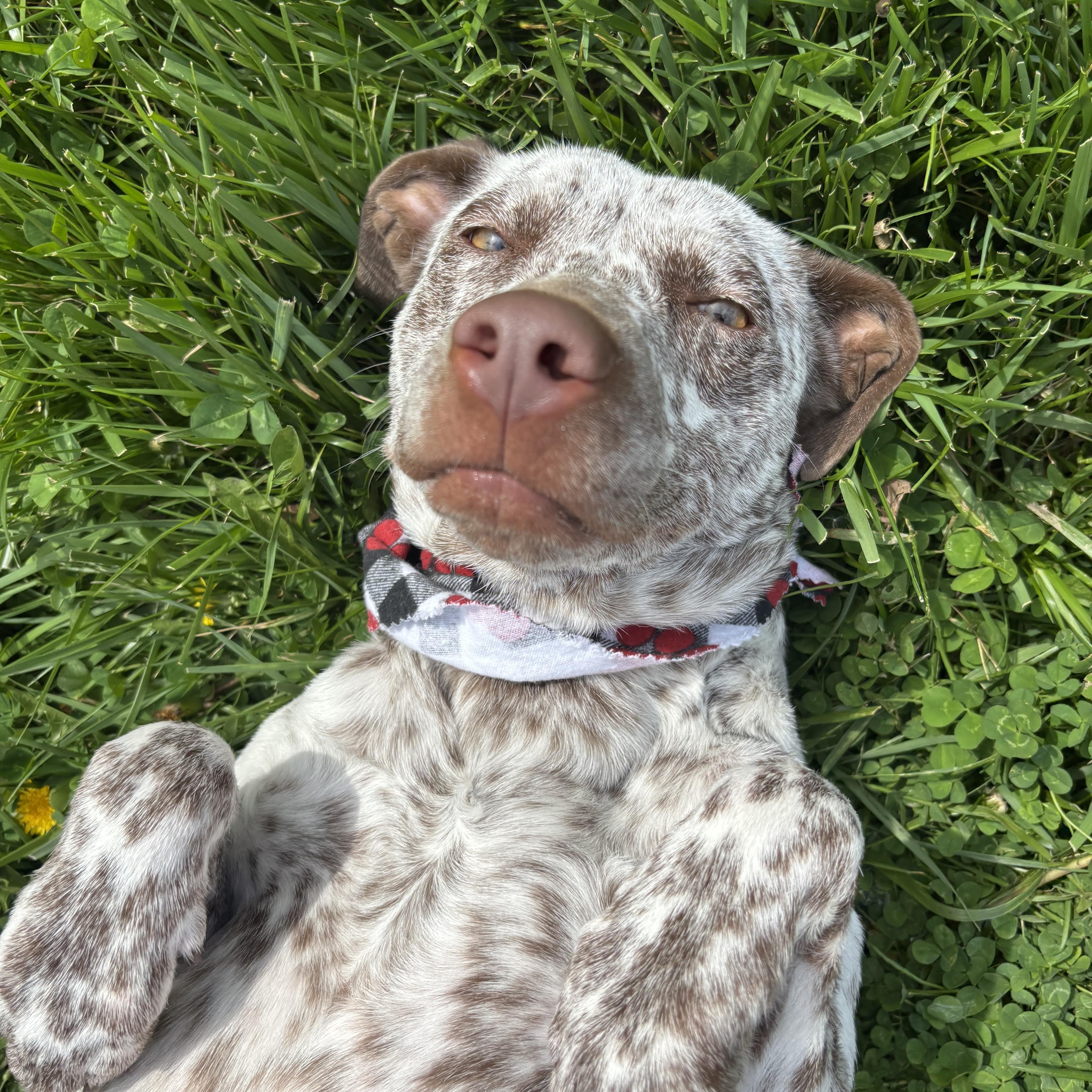 Daisy, adopted, Young Female Pointer.