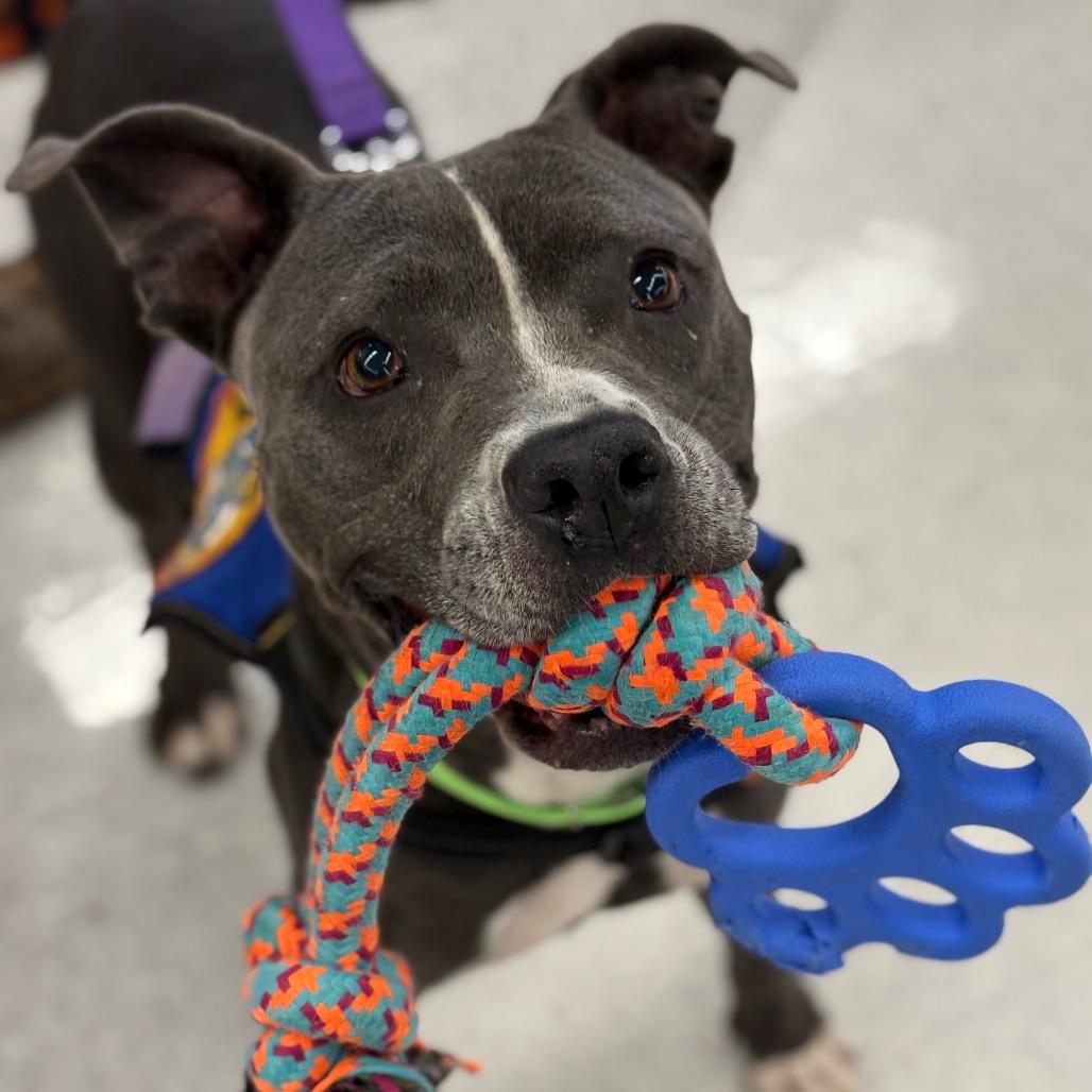 Jazz, Adoptable, Adult Female Mixed Breed.