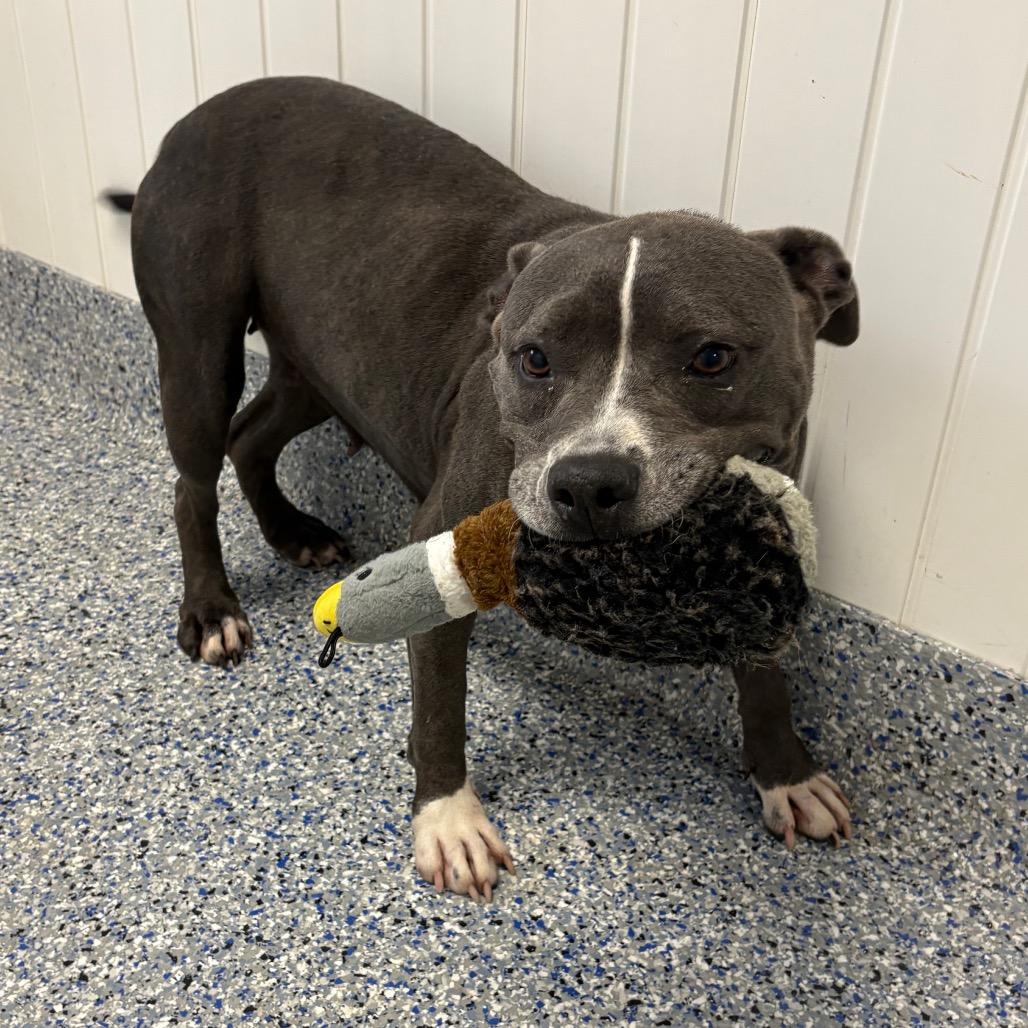Enlarge Jazz, a Adoptable Mixed Breed in Greenville, SC image 2/6