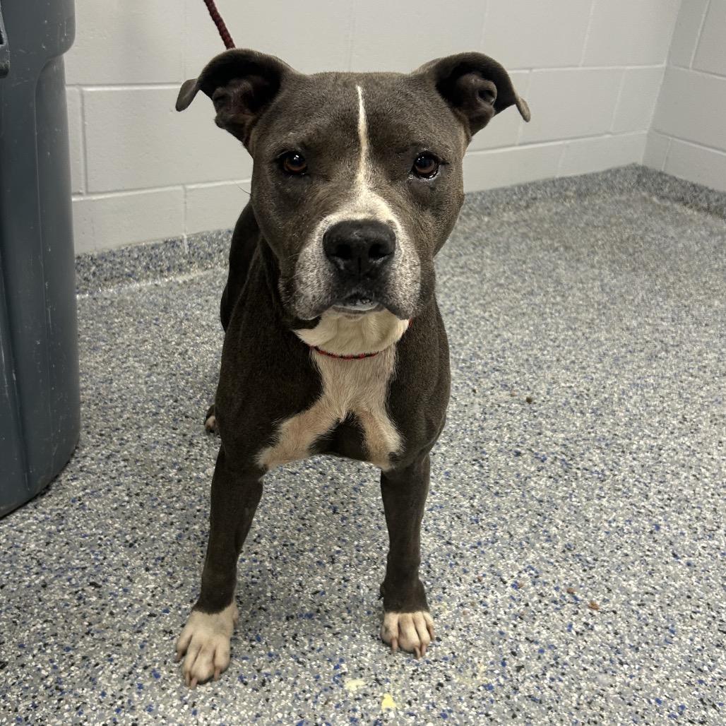 Enlarge Jazz, a Adoptable Mixed Breed in Greenville, SC image 3/6