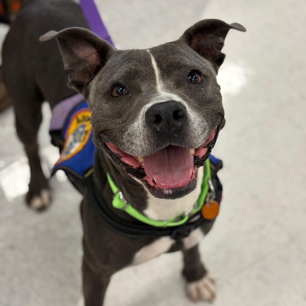 Enlarge Jazz, a Adoptable Mixed Breed in Greenville, SC image 4/6