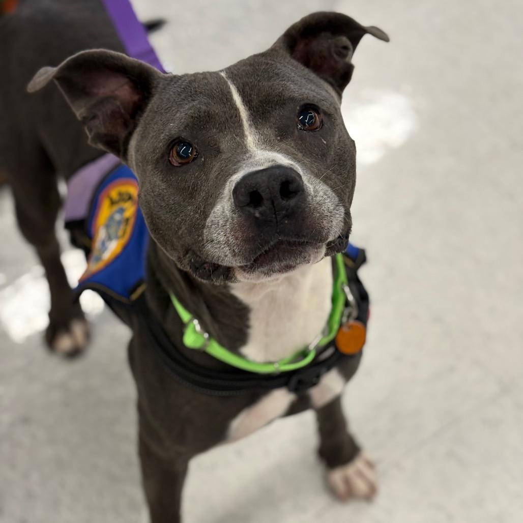Enlarge Jazz, a Adoptable Mixed Breed in Greenville, SC image 5/6