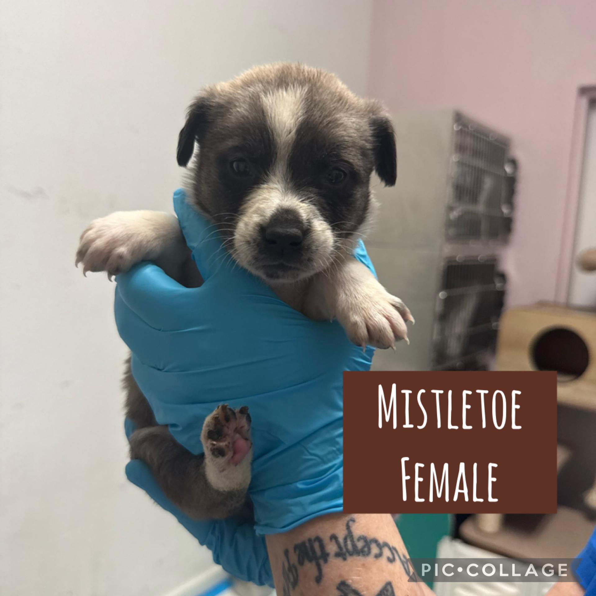 Holiday Puppies! Female-Ready 12/31!, a Adoptable Mixed Breed in Raleigh, NC image 3/5