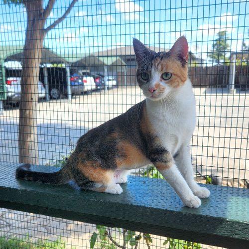 Daphne, a Adoptable mixed breed in Lathrop, CA image 2/2