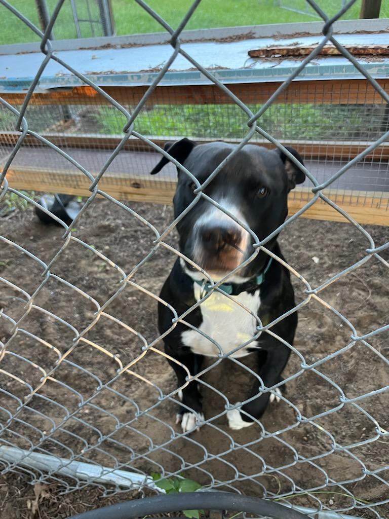 Loverboy, Adopted, Young Male Pit Bull Terrier.