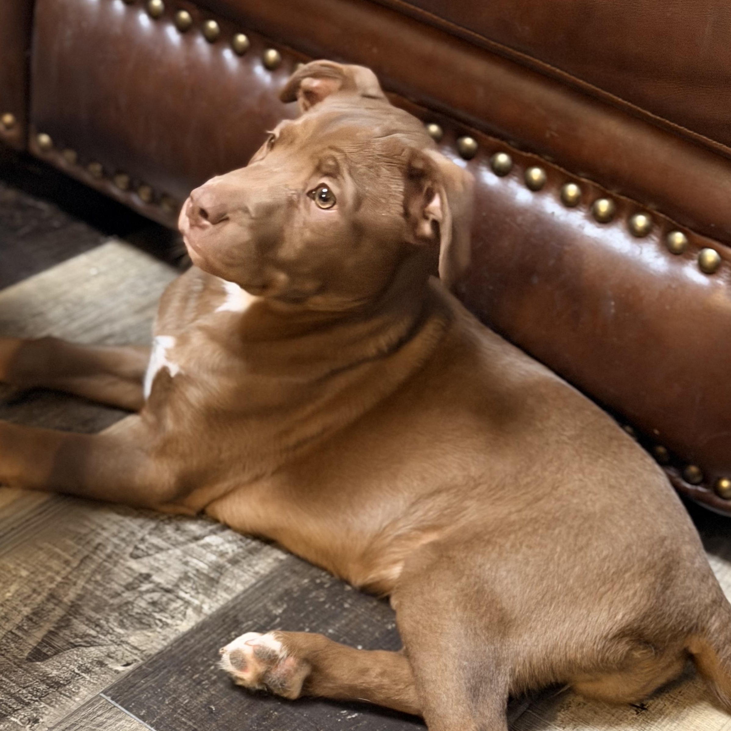 Fiona, ADOPTABLE, Young Female Australian Cattle Dog / Blue Heeler.