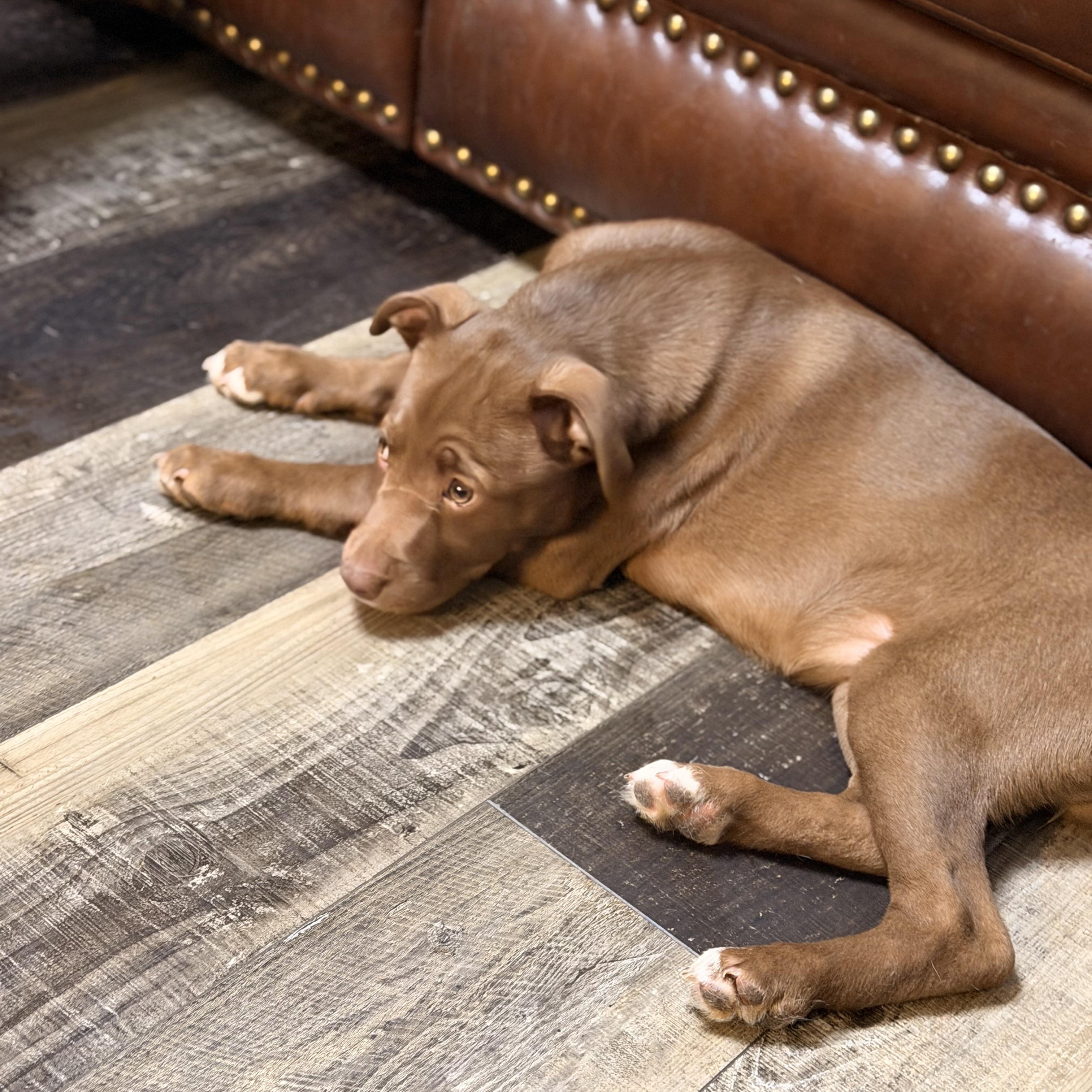 Enlarge Fiona, a ADOPTABLE mixed breed in Wilmington, IL image 2/5