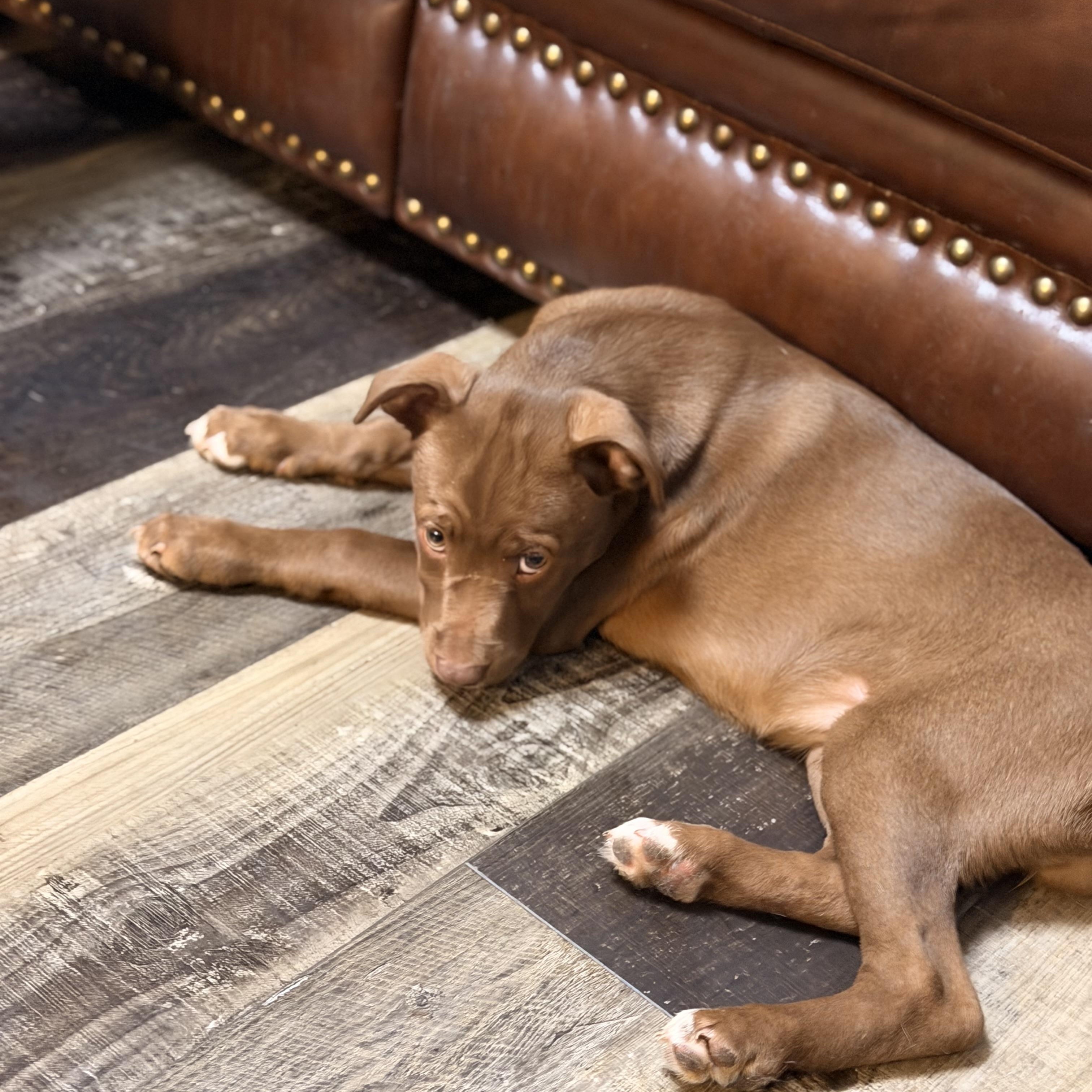 Enlarge Fiona, a ADOPTABLE mixed breed in Wilmington, IL image 3/5