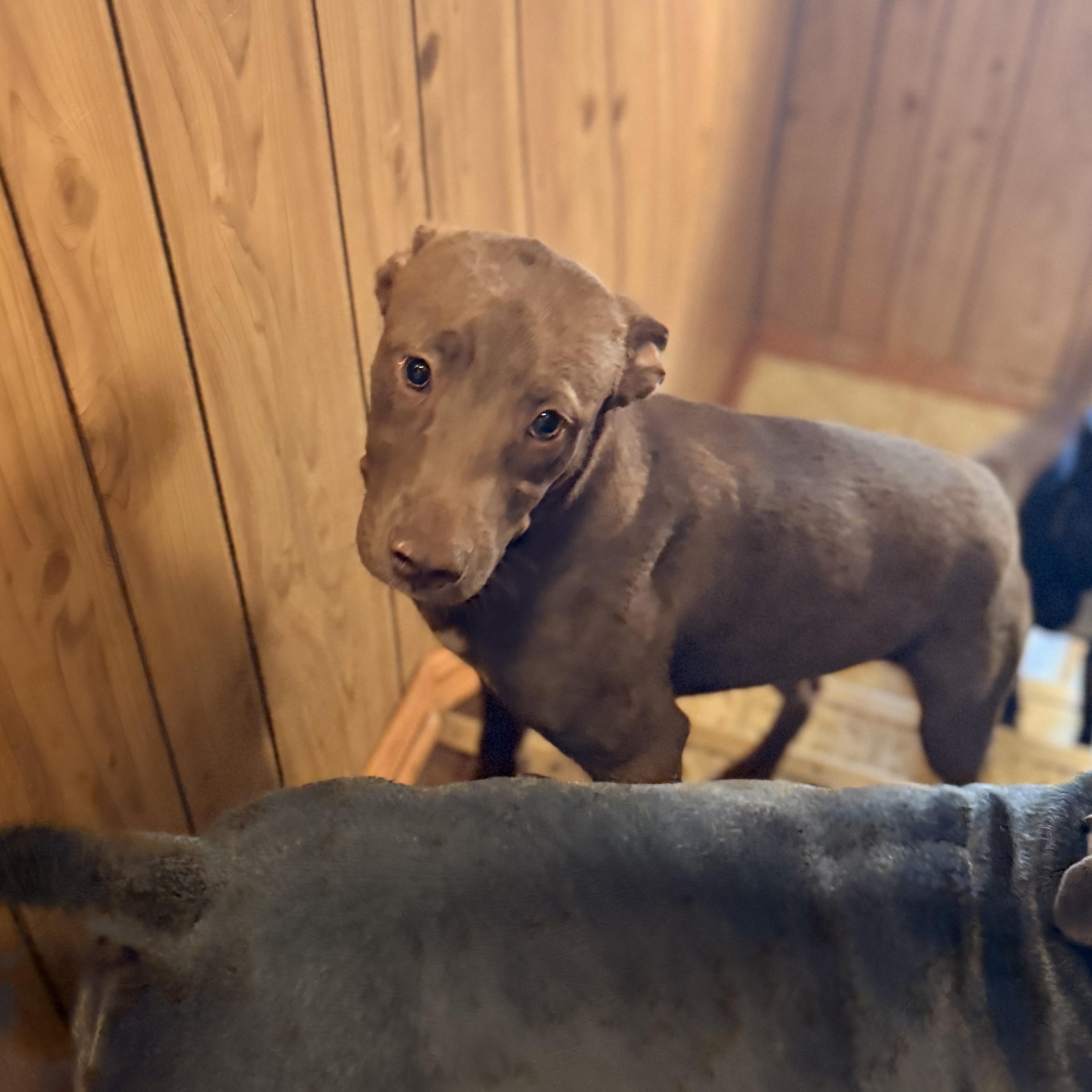 Enlarge Fiona, a ADOPTABLE mixed breed in Wilmington, IL image 5/5