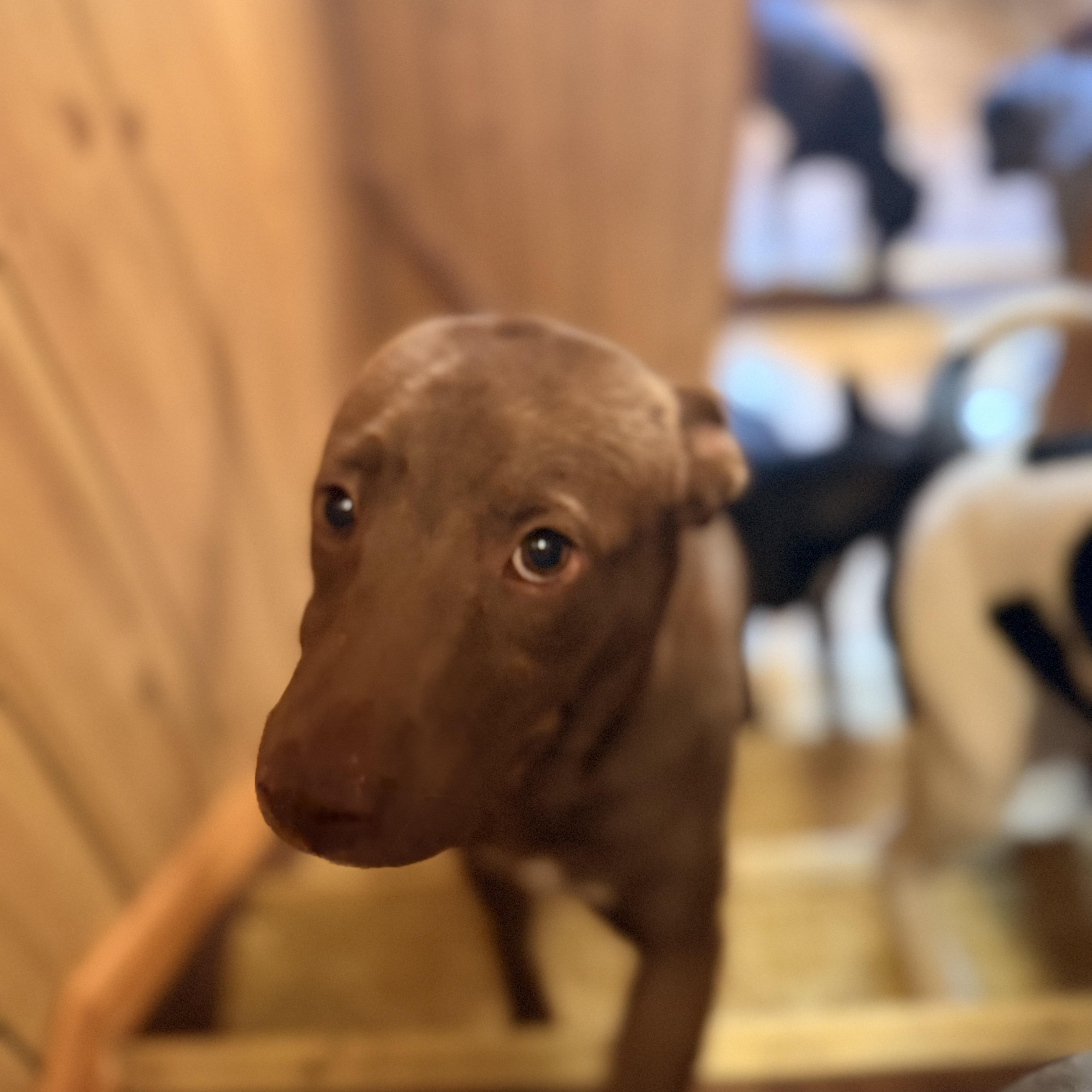 Enlarge Fiona, a ADOPTABLE mixed breed in Wilmington, IL image 4/5