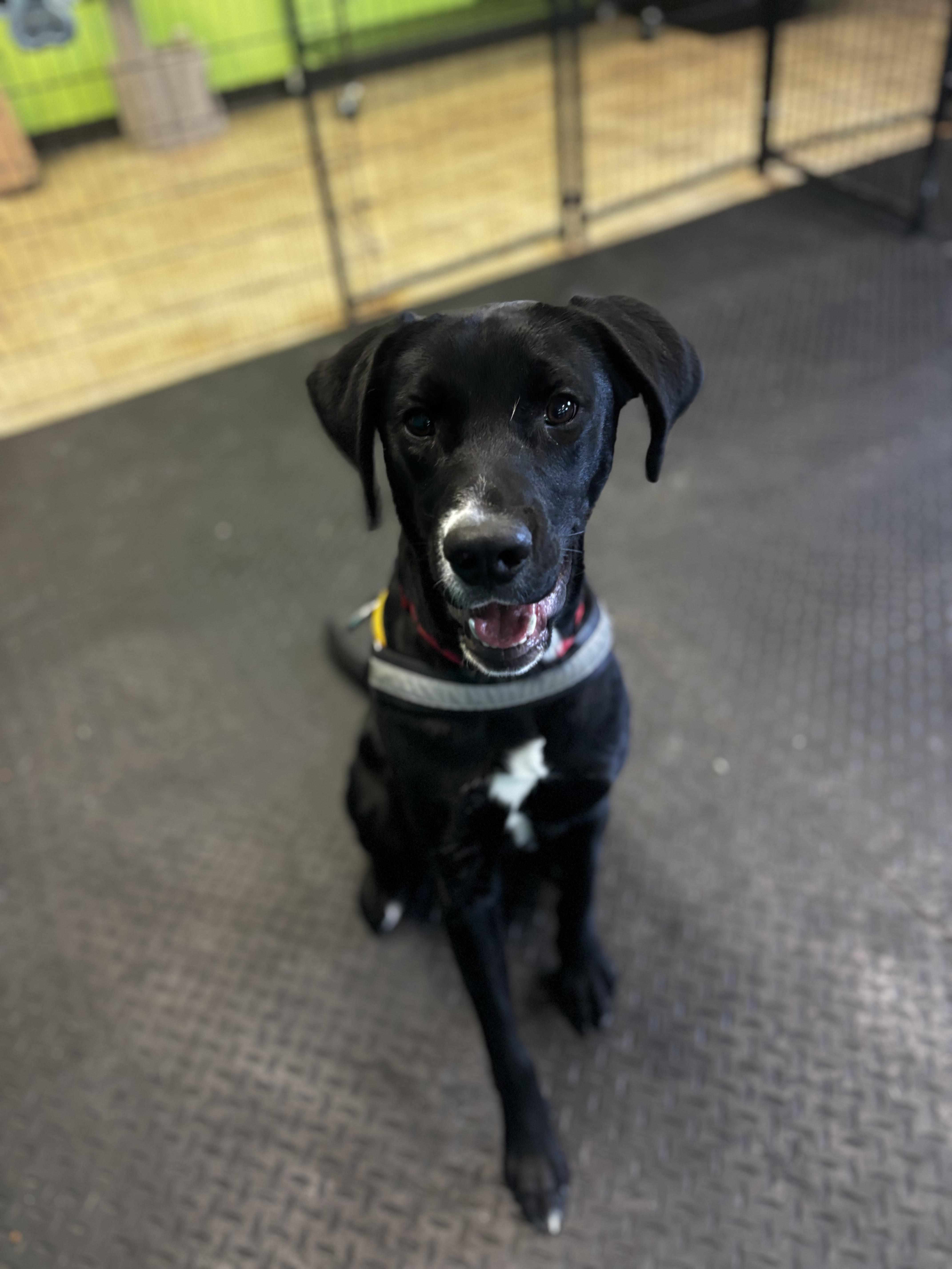 Enlarge Lenny, a ADOPTABLE Labrador Retriever in Dodgeville, WI image 1/2
