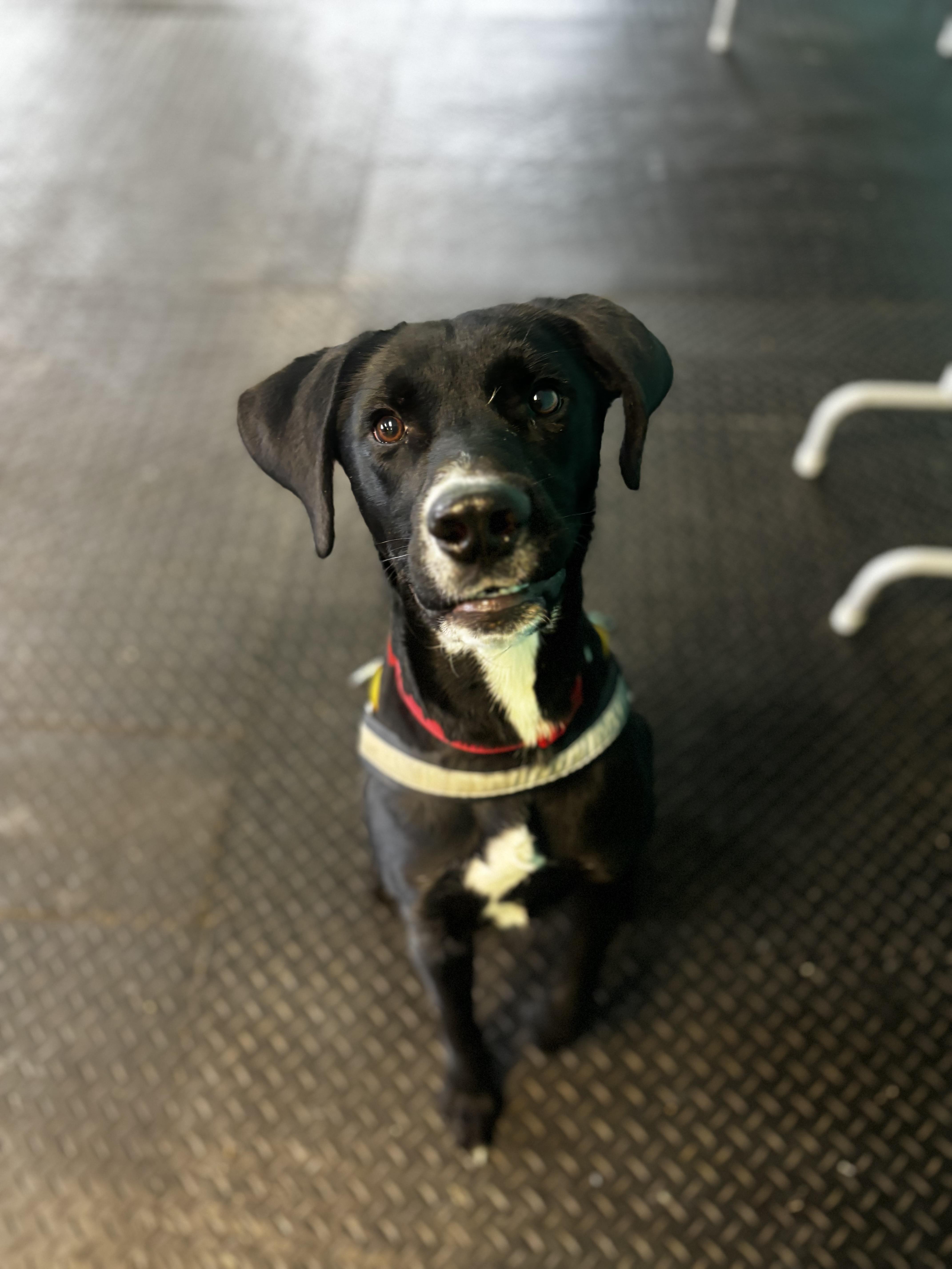 Enlarge Lenny, a ADOPTABLE Labrador Retriever in Dodgeville, WI image 2/2