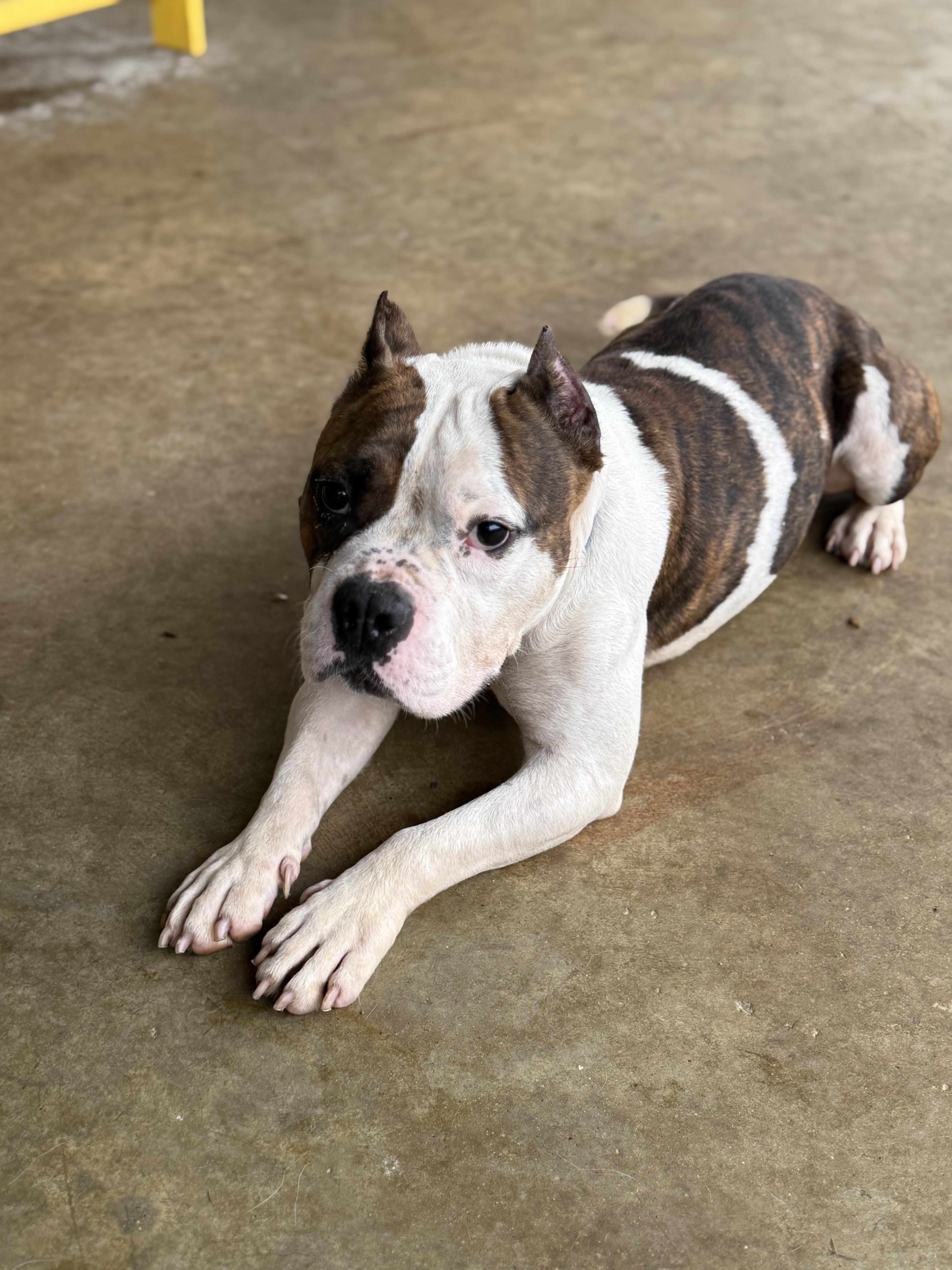 Enlarge Jeff , a ADOPTABLE mixed breed in Ferndale, WA image 3/4